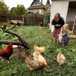 Keeping Chickens in the City – The Urban Poultry Trend